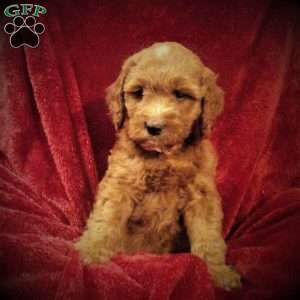 Margie, Irish Doodle Puppy